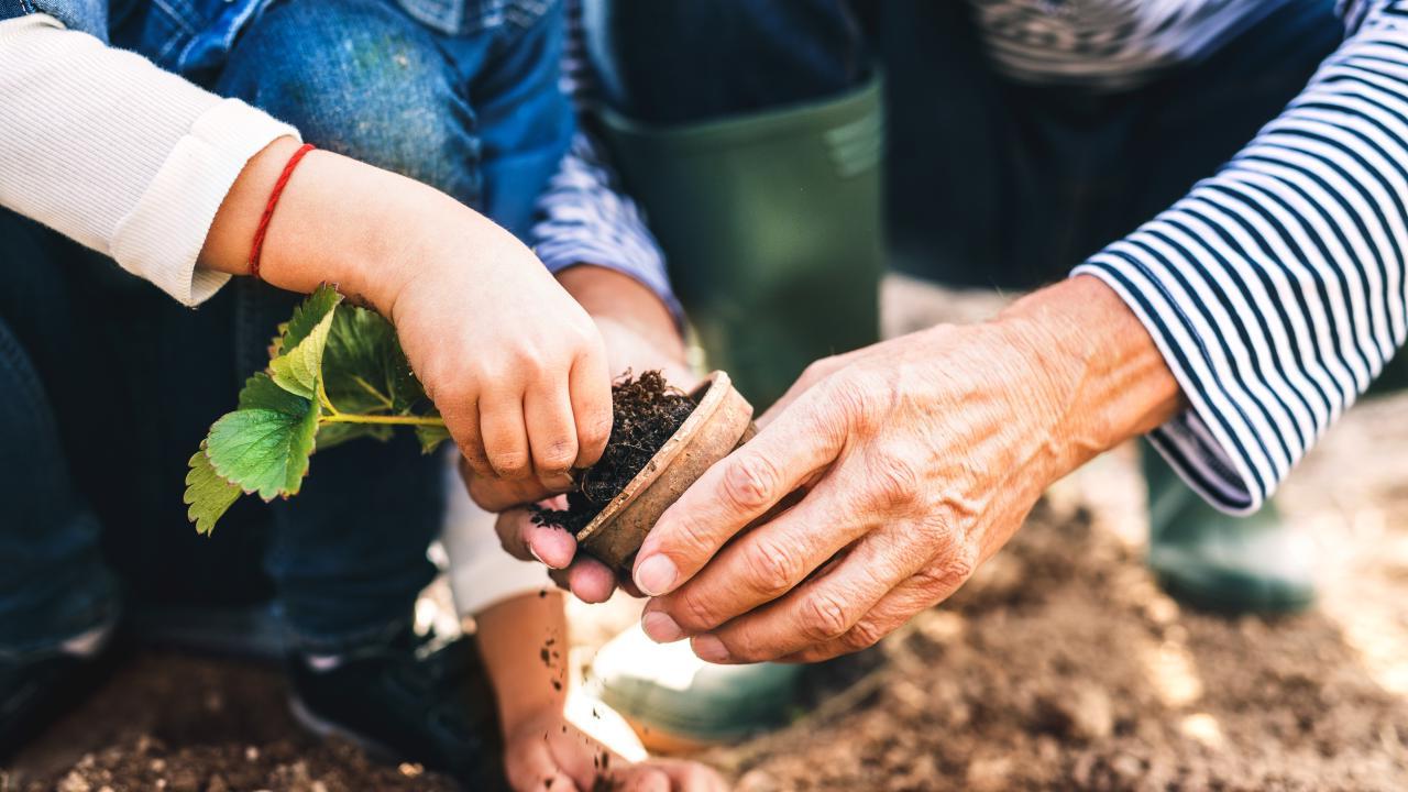 Grandpa and Grandchild potting a plant